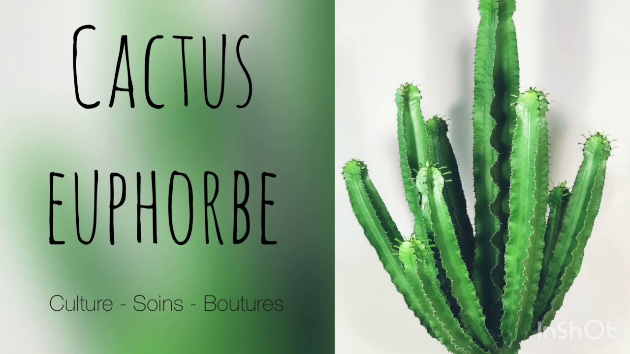 Euphorbe cactus : plantation, entretien, soin