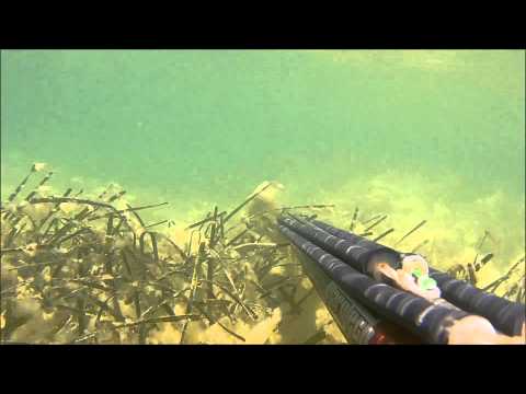 huge seabass (levrek)