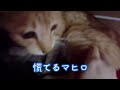 元気な子猫の鳴き声の正体は…？早とちりしてしまったマヒロ