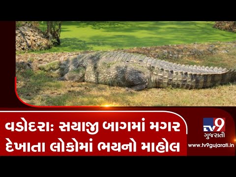 Monsoon 2019: Crocodile rescued from Sayaji baug in Vadodara | TV9GujaratiNews
