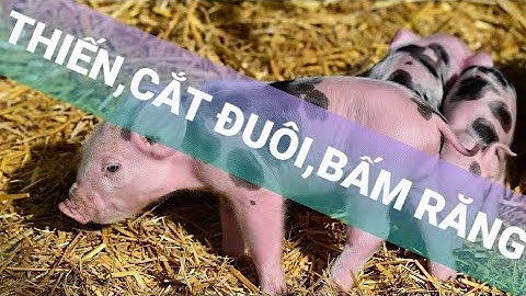 Hướng dẫn Thiến cắt đuôi bấm răng heo con hiệu quả nhất