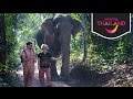 AMAZING Elephant Sanctuary Experience Chiang Mai, Thailand