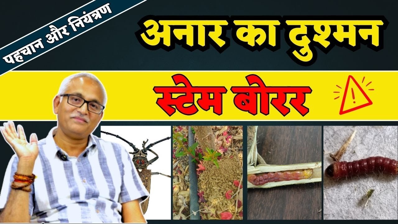 अनार का दुश्मन - स्टेम बोरर | How to Use 3 - 6 - 9 - 12 Strategy Against Stem Borer  Attack @BTGore