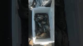 That is a giant shellcracker!!! #fishing #shorts #youtubeshorts