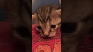 Tiny kitten hissing