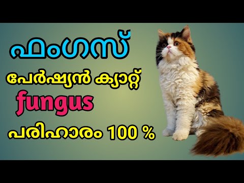 പേർഷ്യൻ ക്യാറ്റ് ഫംഗസ് മാറ്റാം |persian cat fungus malayalam | cat handling | fungus in Persian cat