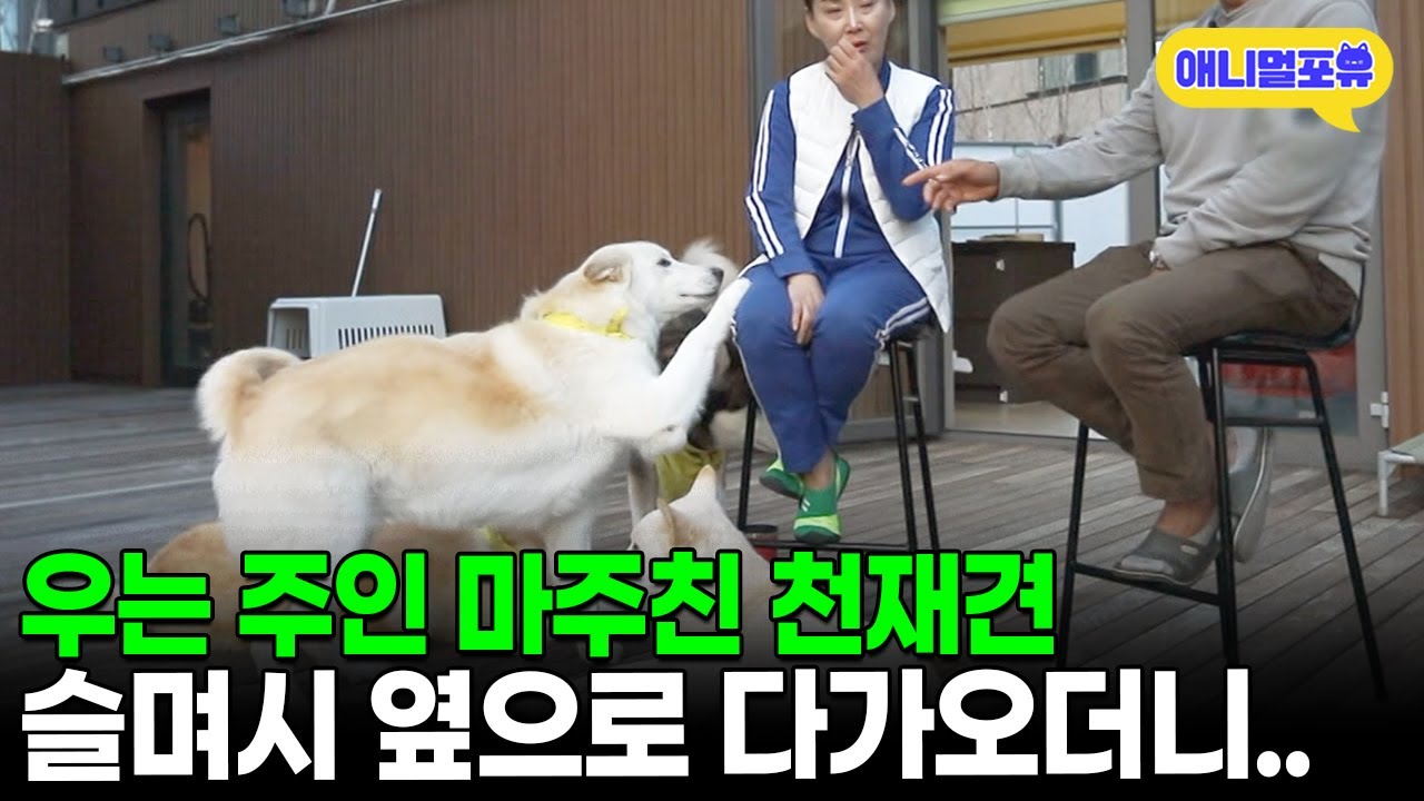 인터뷰 중 눈물 흘리는 주인 보자 천재견이 보인 충격적인 행동 I KBS 동물극장 단짝 221105 방송