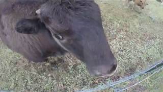 My GoPro getting licked by a bison in Colorado