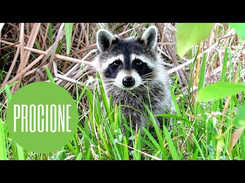 Video: Cane procione: descrizione, habitat, stile di vita e alimentazione