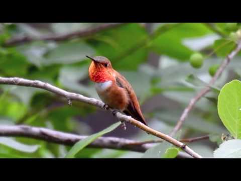 Gorgeous Male Rufous Hummingbird