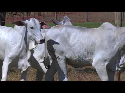 LOTE 29 | 41º MEGA LEILÃO ANUAL CARPA - FÊMEAS