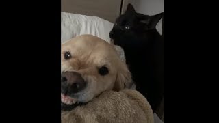 Golden Dog Making Some Angry Facial Expression While Getting Licked By A Cat