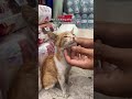 Sick And Alone Kitten On The Road #1k #1billon #cuteanimals #cat #pets #cutepets #1millan