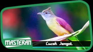 MASTERAN KICAU MANIA - Suara Burung Cucak Jenggot | Gacor 1