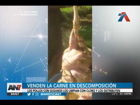 gusanos de la carne en descomposicion