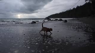 Cat Gets Struck by Massive Waves on Beach by Suki Cat 19,073 views 6 years ago 37 seconds