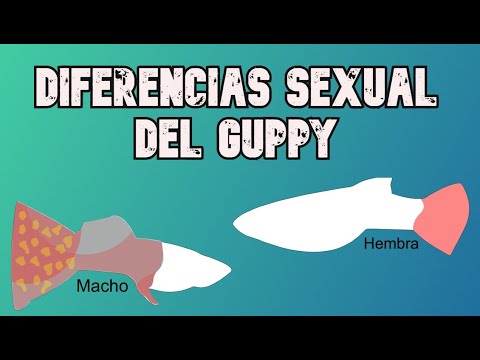 Video: Cómo Diferenciar Entre Guppies Machos Y Hembras