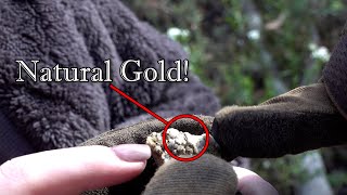 A Gold Rush STARTING at Jupiter Creek