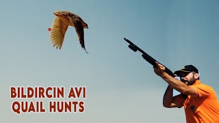 MUHTEŞEM BILDIRCIN AVI - HARİKA SAHNELER, Magnificent Quail hunting with dogs #hunting #quail