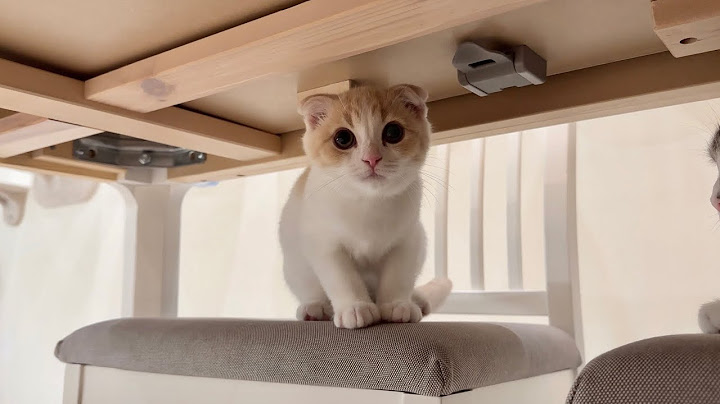 生まれて初めての地震に遭った子猫が怖くてこうなっちゃいました…