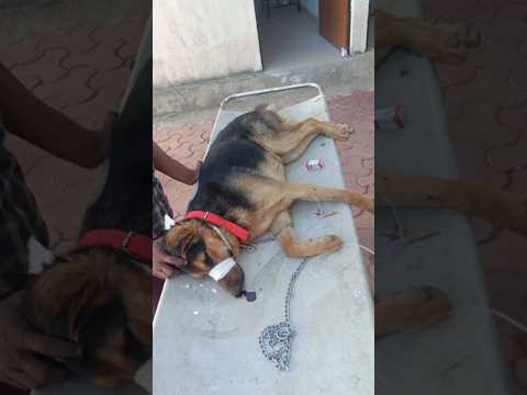 Video: Canine Maternal Instincts