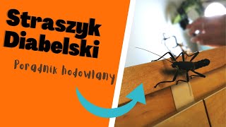 Straszyk Diabelski Warunki Hodowlane Wszystko O Straszykach