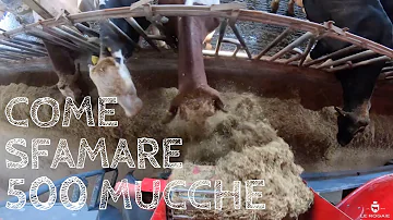Cosa si da da mangiare alle vacche?