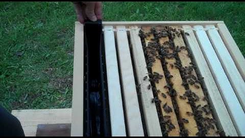 Honey Bees, Filling the Frame Feeder