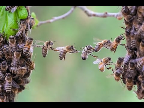 National Geographic  !!Arılar!!  - Tokat Güven Arıcılık #keşfet #arıcılık #belgesel