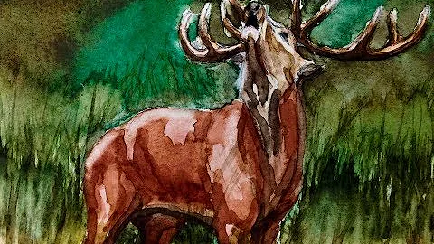 Red Deer Watercolor Painting Time Lapse