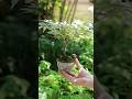 赤から緑へ、新緑のモミジの湯吞みミニ盆栽 #bonsai #盆栽 #nature #garden