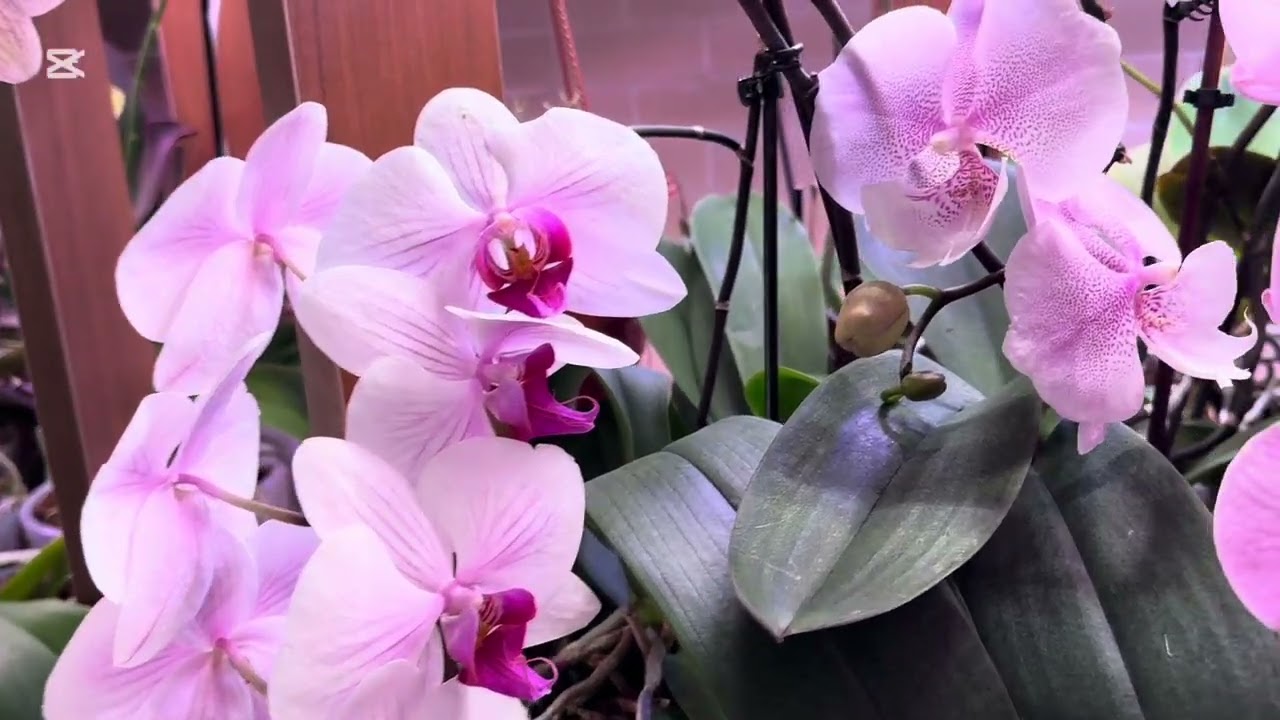 Орхидейная комната🌸, топим камин 🔥греемся 😜, a орхидеи цветут 🌸🌸🌸