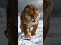 El temible diente de sable que dominó la prehistoria #animales #curiosidades #mitos