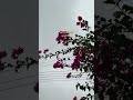 شيله جديده الجو غيم وخابرك تعشق الغيم
