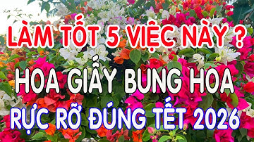 Làm Tốt 5 Việc Này Hoa Giấy Bung Hoa Rực Rỡ Đúng Tết 2026