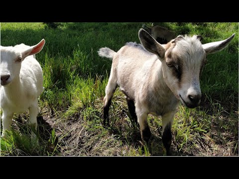 #GoatWatch Curious Kids episode 22 November 2020 Gone Off Limits!