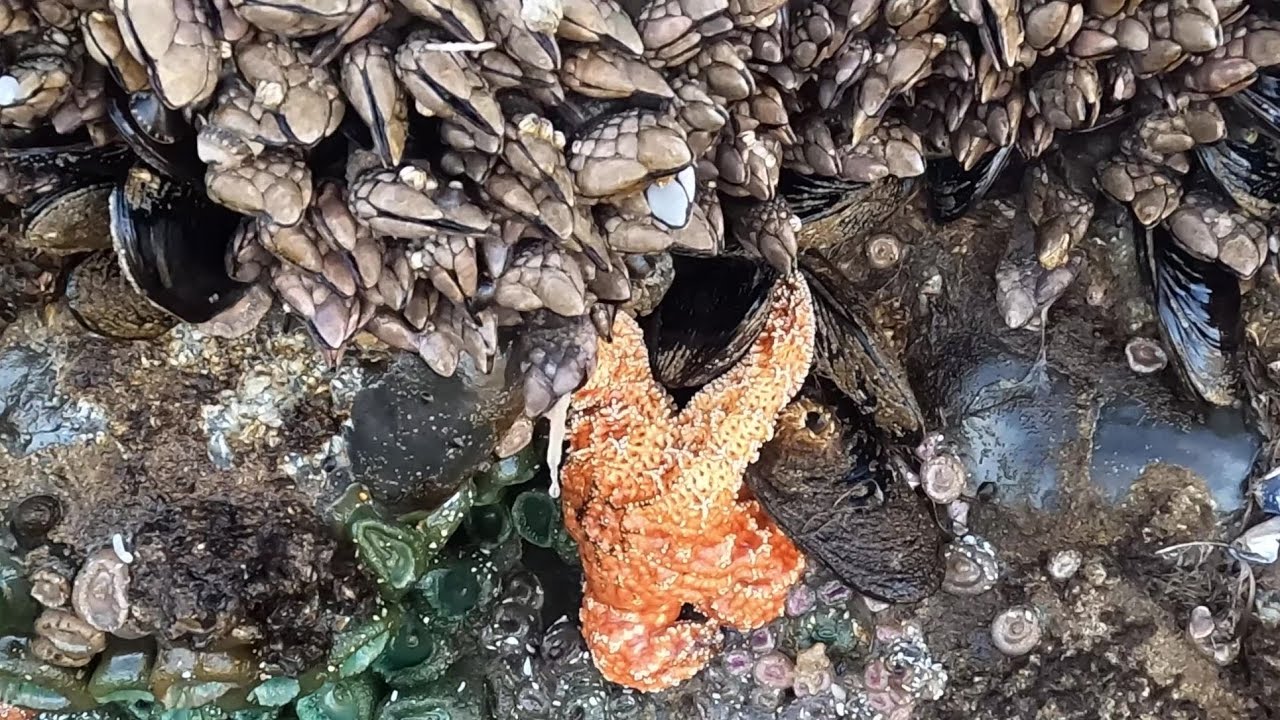 Close ups of Gooseneck Barnacles, mussels, sea stars. Cannon Beach
