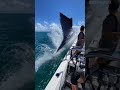 Amazing Blue Marlin