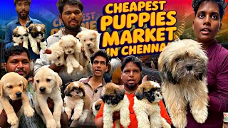 💥Sunday Pet Market Chennai | Puppies Special 💥  | Shih Tzu, Beagle, Pom – Full Price & Details #pets screenshot 4