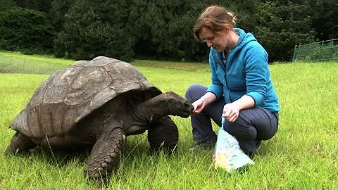 Jonathan, St. Helena's ancient tortoise, awaits visitors - DayDayNews