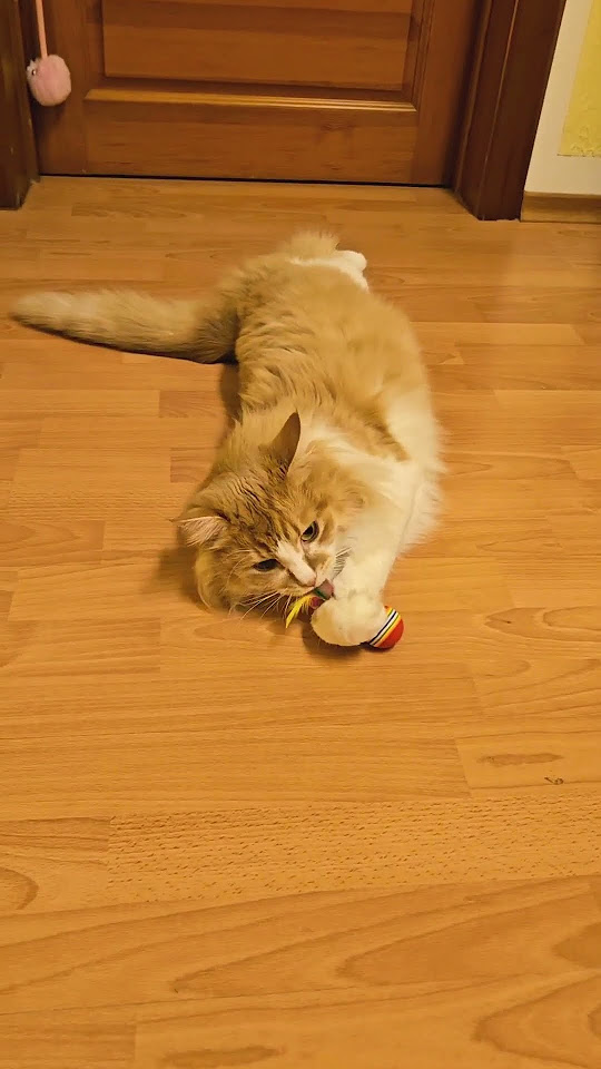 Чуба играет в мячик с перьями и удовлетворён жизнью на 100% #Ozon #cat ...