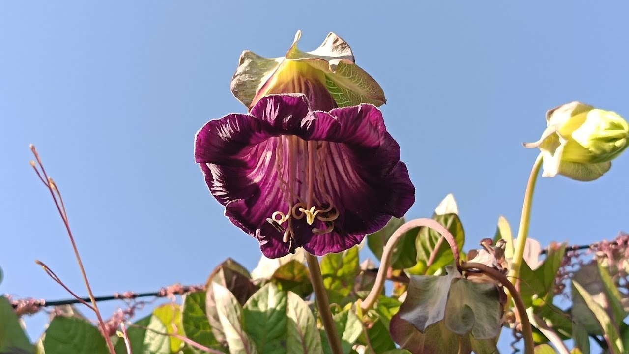 🌹🍀❤Selluka yumru yaparmı çan çiçegi sarmasıgım illada yasayacagım diyo biraz sohbet muhabbet