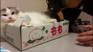 白モフ猫のところにも不審なダースベイダーがやって来た