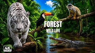 Discover The Animals Of The Ropical Rainforest | Jungle Sounds