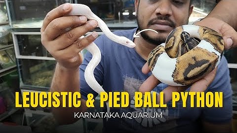 Leucistic & Pied Ball Python in India | Rare & Beautiful Exotic Snakes| Karnataka Aquarium Bangalore