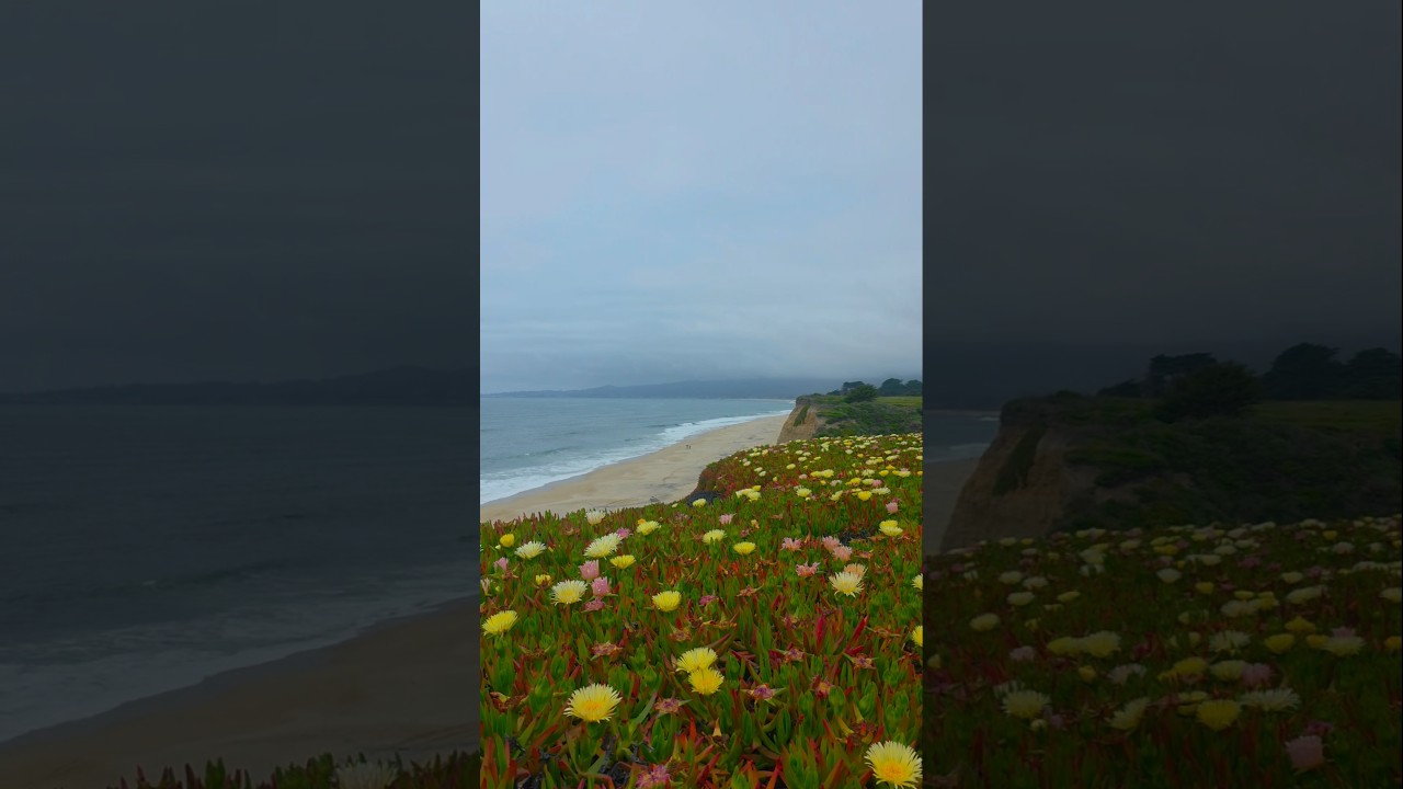 Суперцветение в Калифорнии 2025 Superbloom 