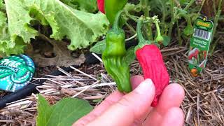 Yvonne Returns to Inspect Her Garden / Will She Forgive Me?