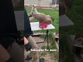 Introduction to dying deer mounts black