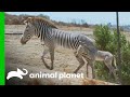 Helping Preserve the Grevy's Zebra Population | The Zoo: San Diego