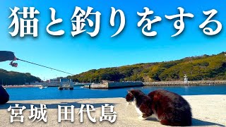 【猫の島】宮城県に浮かぶ島は猫と釣りの楽園でした。